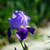 Flower Photography 86 purple bearded iris fine art wall art for executive spaces