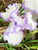 Flower Photography 51A purple iris botanical photography for executive offices