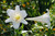 Flower Photography 03 two white lilies botanical fine art for hospitality interiors