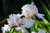 Flower Photography 27 white bearded iris fine art wall décor for offices