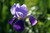 Flower Photography 28 lilac iris bud fine art photography for hospitality design