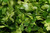 Fresh parsley leaves