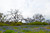 Landscape 01 field photography with bluebonnets and trees under a clear white sky, corporate wall art for offices and hotels.