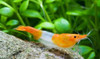 Shrimp-  orange rili