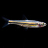 Rainbow-  shiner