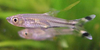 Rasbora-  scissortail