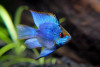 Cichlid- ramirez electric blue balloon