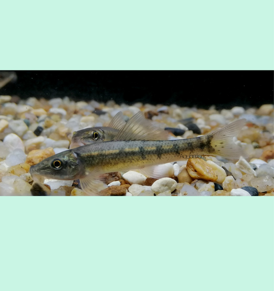 Loach-  chinese algae eater