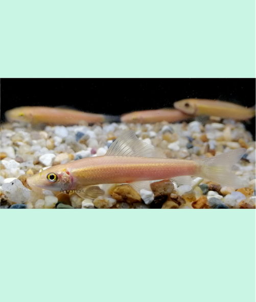 Loach-  chinese algae eater albino