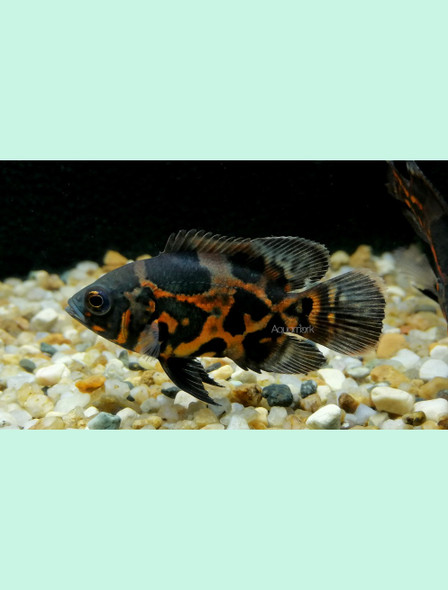 Cichlid-  oscar tiger