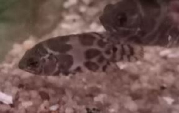 Cichlid-  oscar tiger