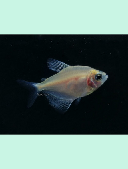 Tetra-  white
