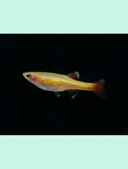 Tetra-  white cloud mountain albino