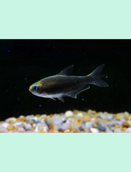 Tetra-  emperor black