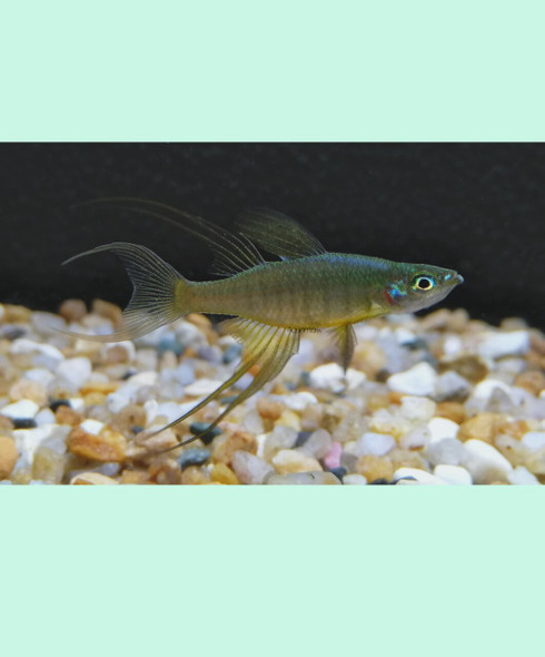 Rainbow-  thread fin