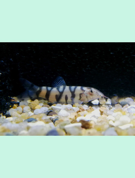 Loach-  pakistani (yoyo loach)