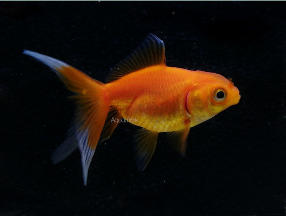 Goldfish-  red fantail