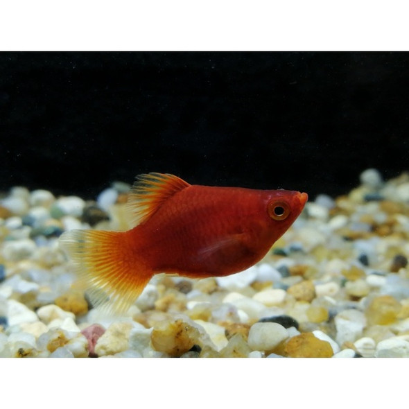 Platy-  red blood balloon