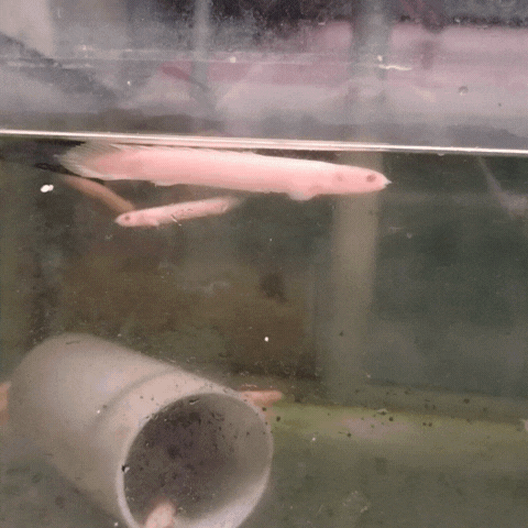 Bichir-  senegalus albino