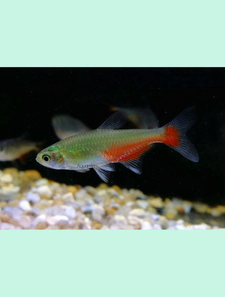 Tetra-  bloodfin rathbun's (Green fire)