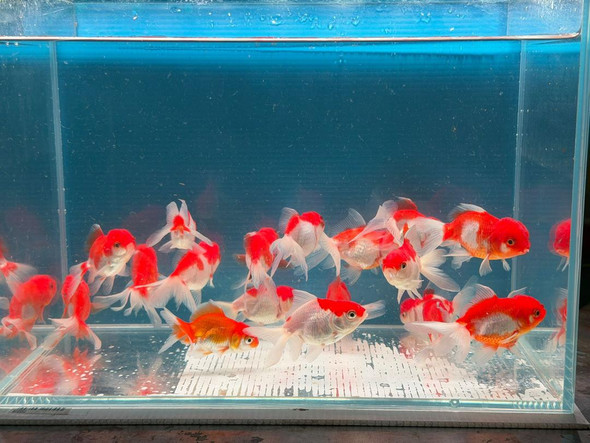 Goldfish- oranda red & white