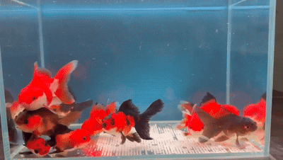 Goldfish-  thai oranda