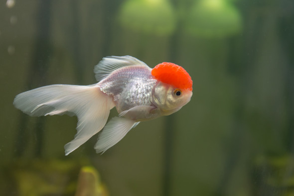 Goldfish-  oranda red cap