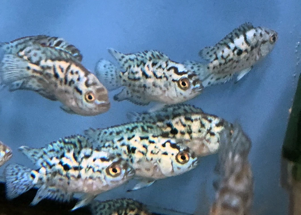 Cichlid-  electric blue jack dempsey (EBJD)