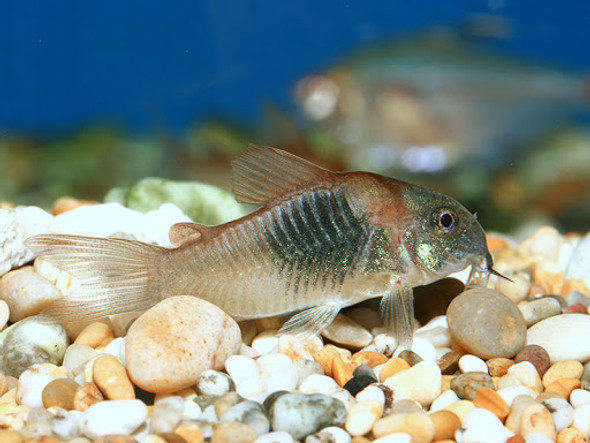 Catfish-  bronze
