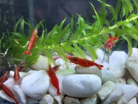 Shrimp-  red fire