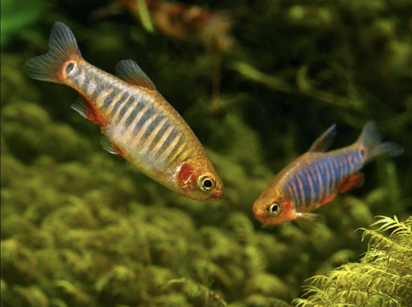 Rasbora-  emerald dwarf