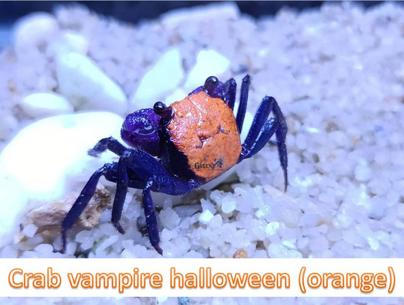 Crab-  vampire halloween (tangerine)