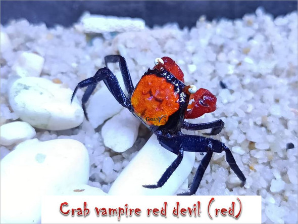 Crab- vampire red devil