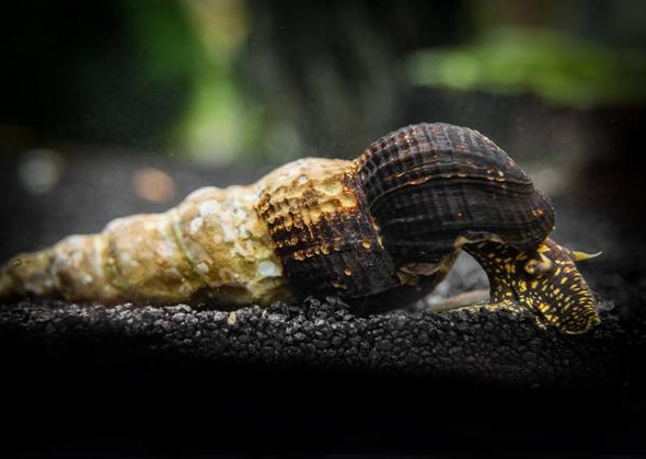 Snail-  golden spotted rabbit snail