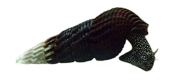 Snail-  white spotted rabbit