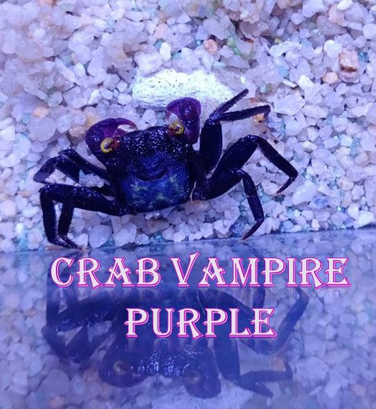 Crab-  vampire purple