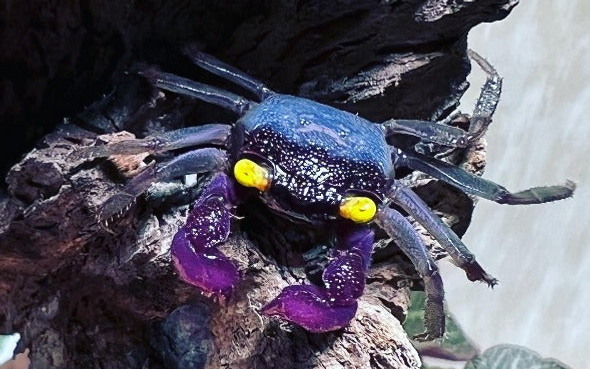 Crab-  vampire purple