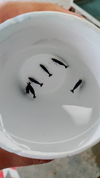 Shrimp-  black king kong