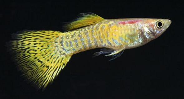 Guppy-  cobra golden