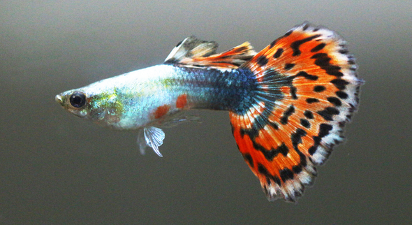 Guppy-  blue variegated