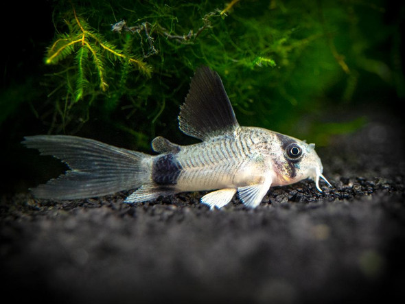 Catfish-  panda longfin