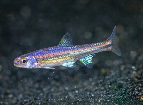 Rainbow-  shiner