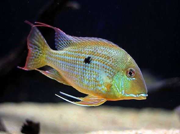 Cichlid-  geophagus surinam