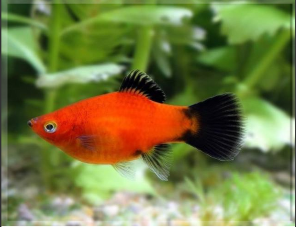 Platy-  red wagtail