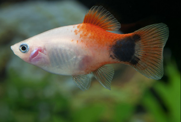 Platy-  red & white mickey mouse