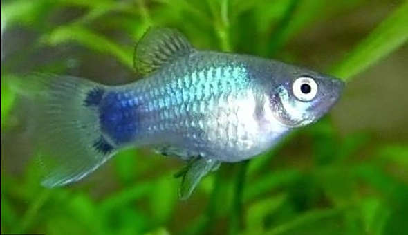 Platy-  blue mickey mouse