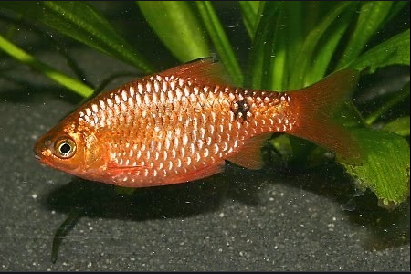 Barb-  rosy