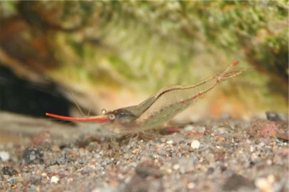 Shrimp-  red nose/pinocchio shrimp