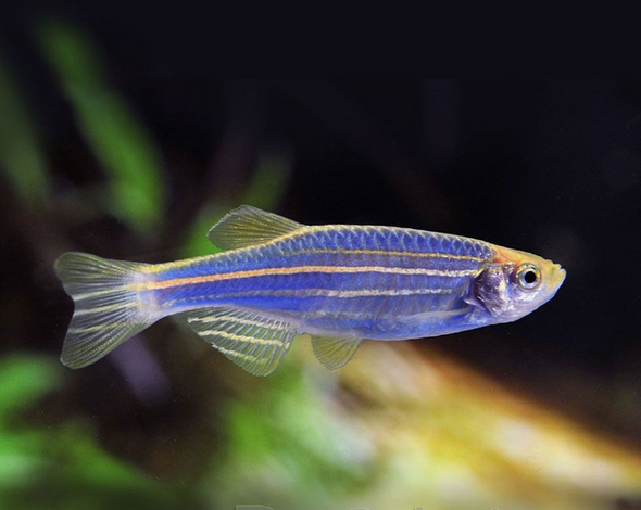 Danio-  zebra coral blue