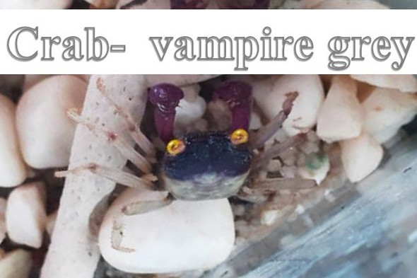 Crab-  vampire grey